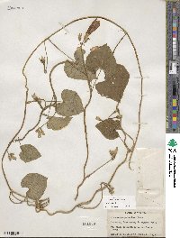 Ipomoea purpurea image