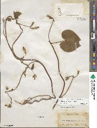 Ipomoea purpurea image