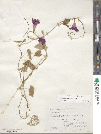 Ipomoea purpurea image