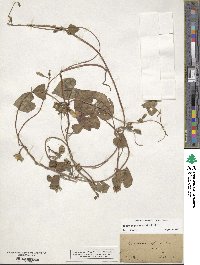 Ipomoea purpurea image