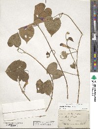 Ipomoea purpurea image