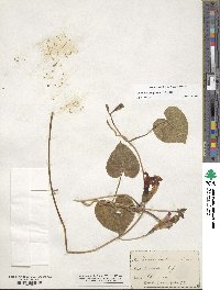 Ipomoea purpurea image