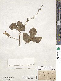 Ipomoea purpurea image