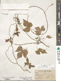 Ipomoea purpurea image