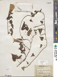 Ipomoea pandurata image