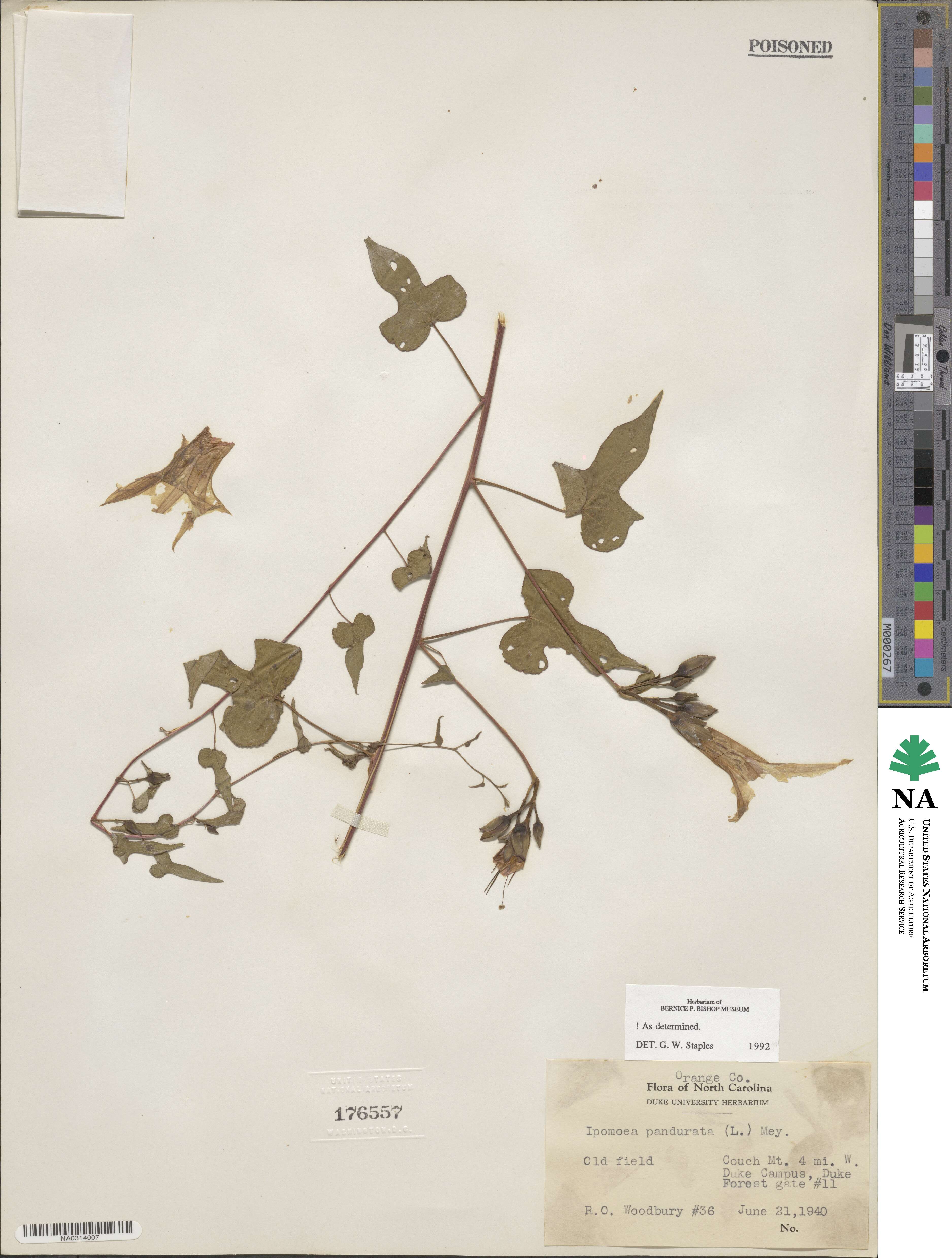 Ipomoea pandurata image