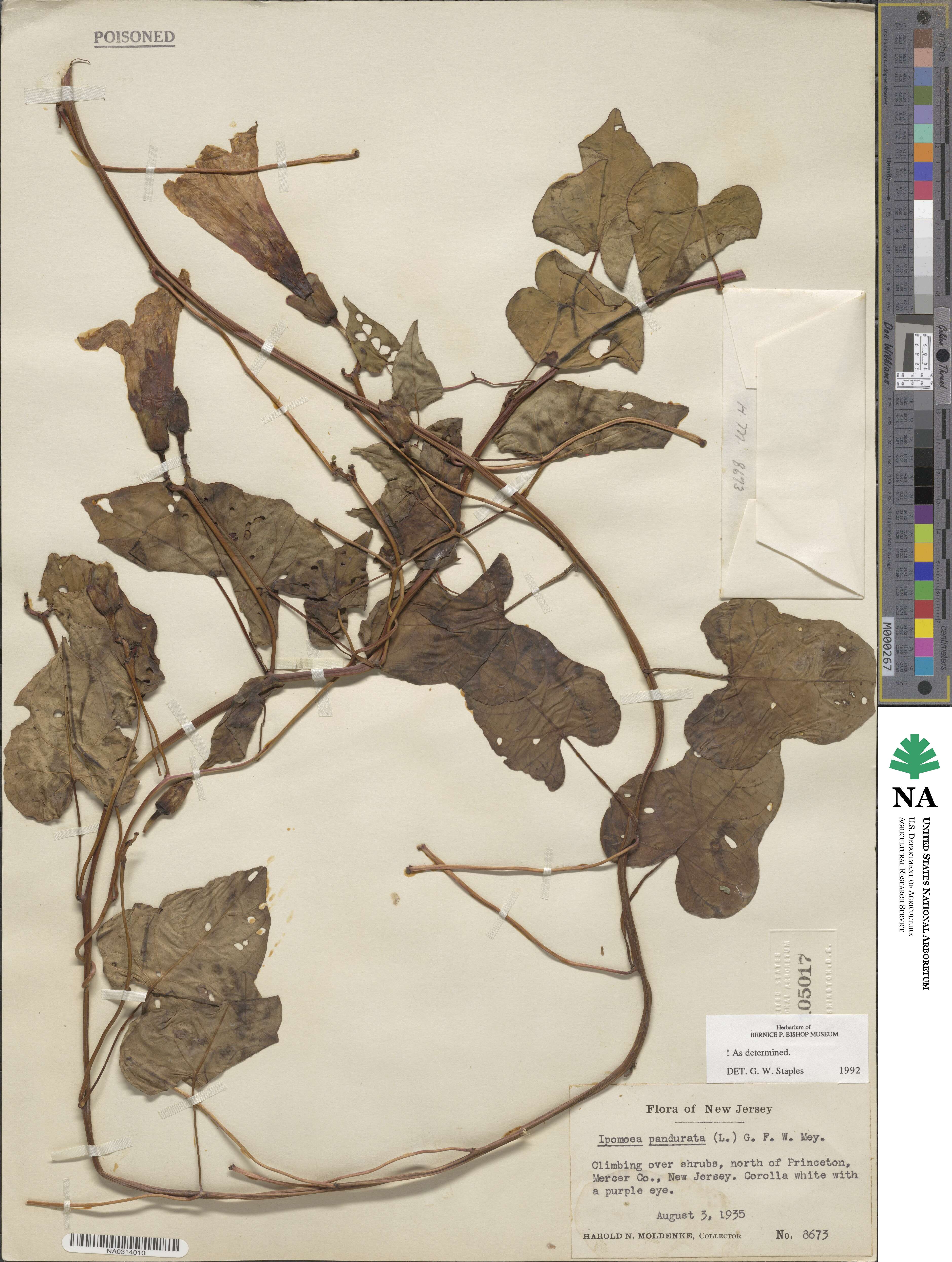 Ipomoea pandurata image