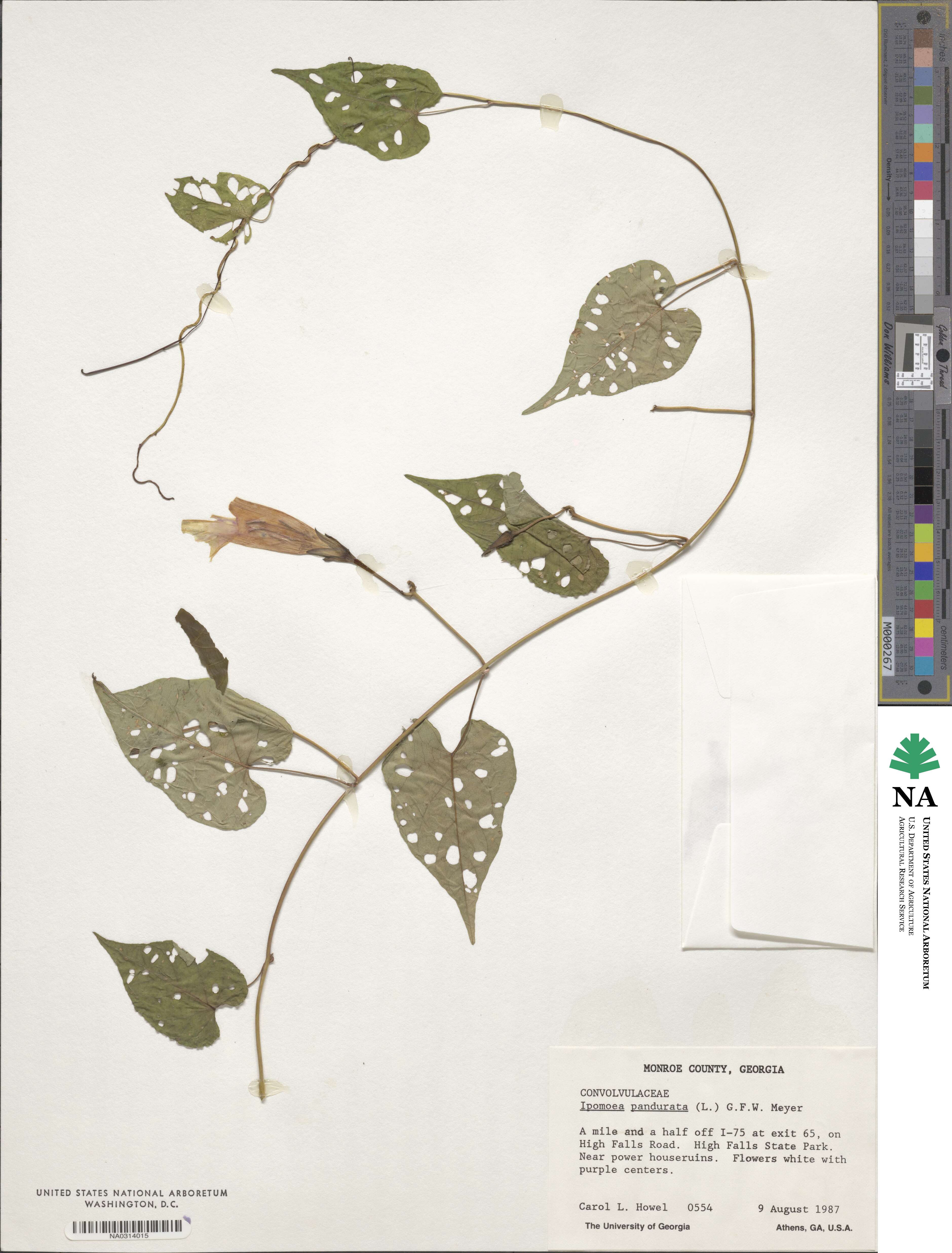 Convolvuloideae image