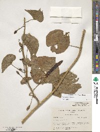 Ipomoea violacea image