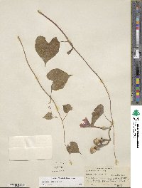 Ipomoea muricata image