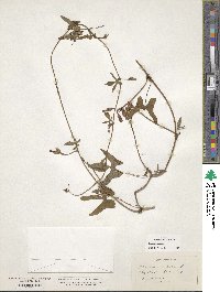 Ipomoea triloba image