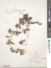 Ipomoea cordatotriloba image