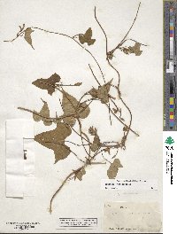 Ipomoea cordatotriloba image