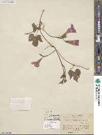 Ipomoea cordatotriloba image