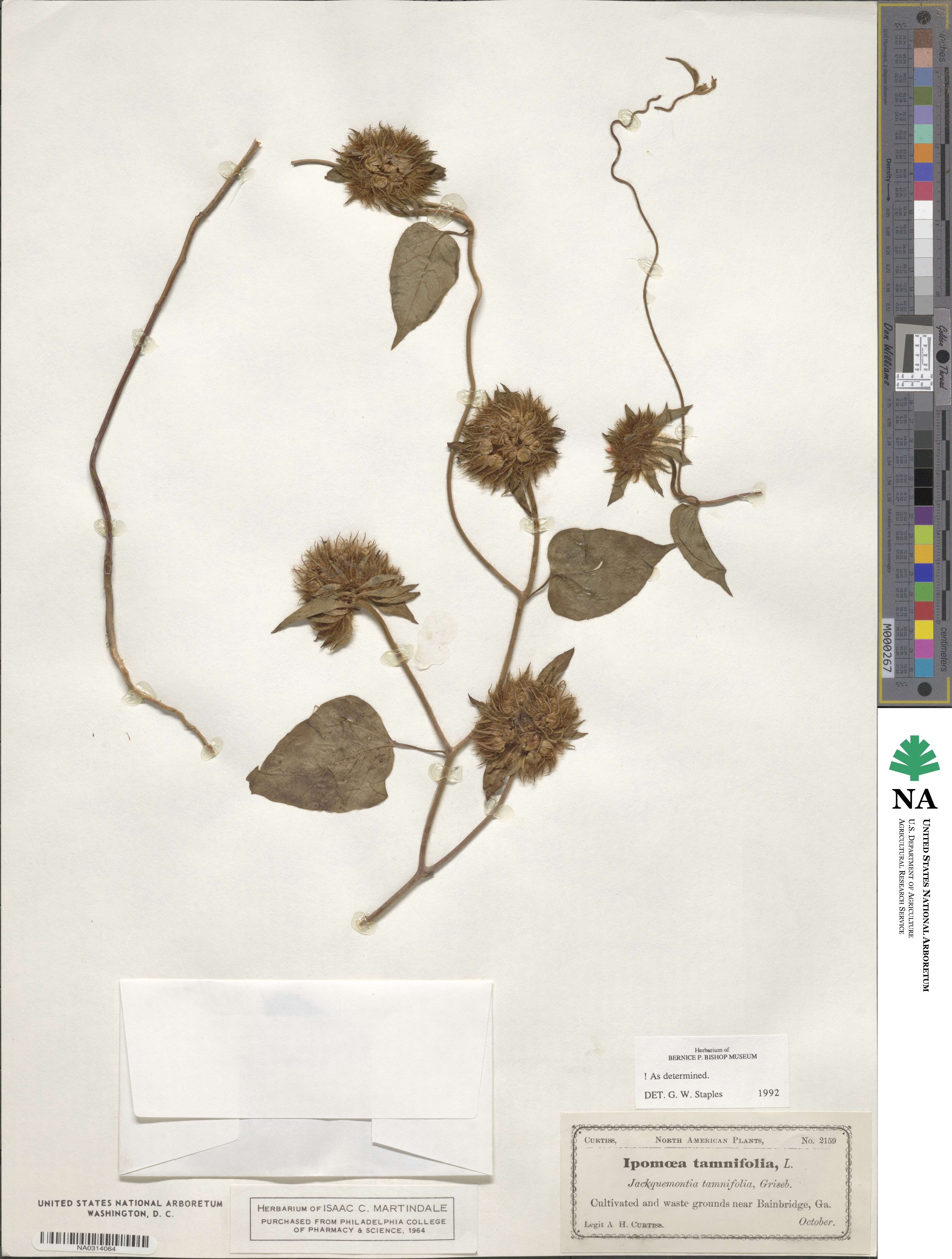 Ipomoea tamnifolia image