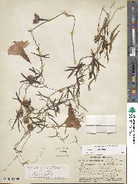 Ipomoea sagittata image