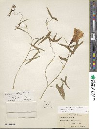 Ipomoea sagittata image