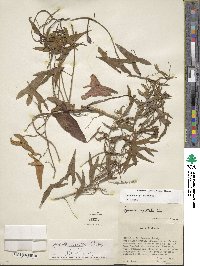 Ipomoea sagittata image