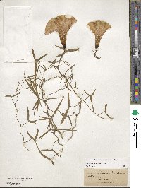 Ipomoea sagittata image