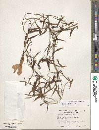 Ipomoea sagittata image