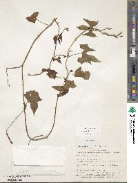 Ipomoea hederifolia image