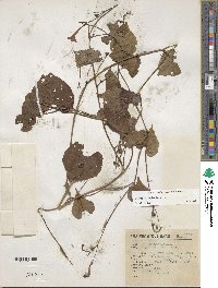 Ipomoea hederifolia image