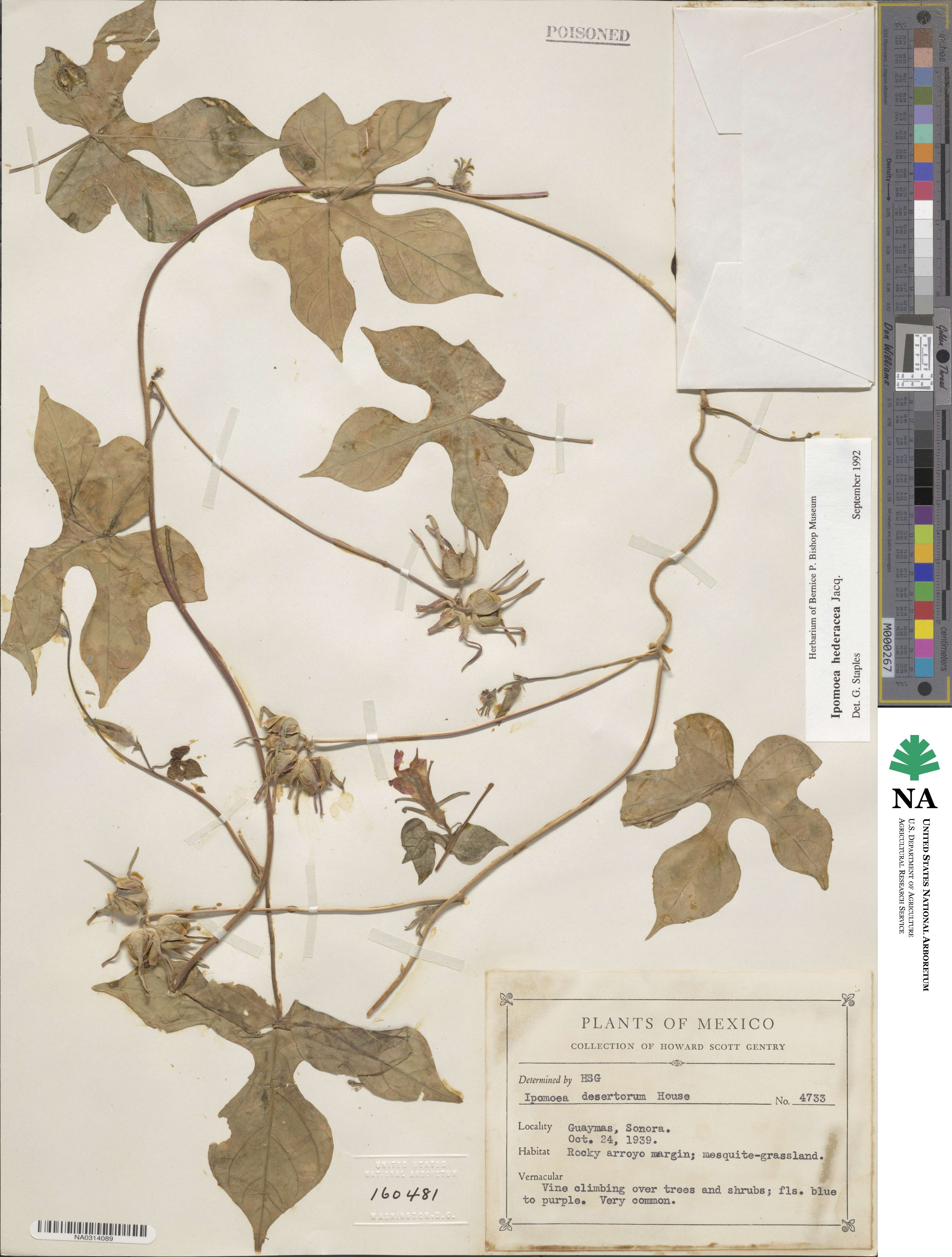 Ipomoea hederacea image