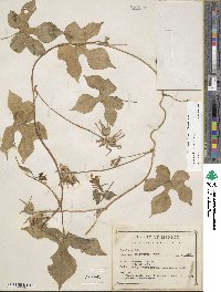 Ipomoea hederacea image