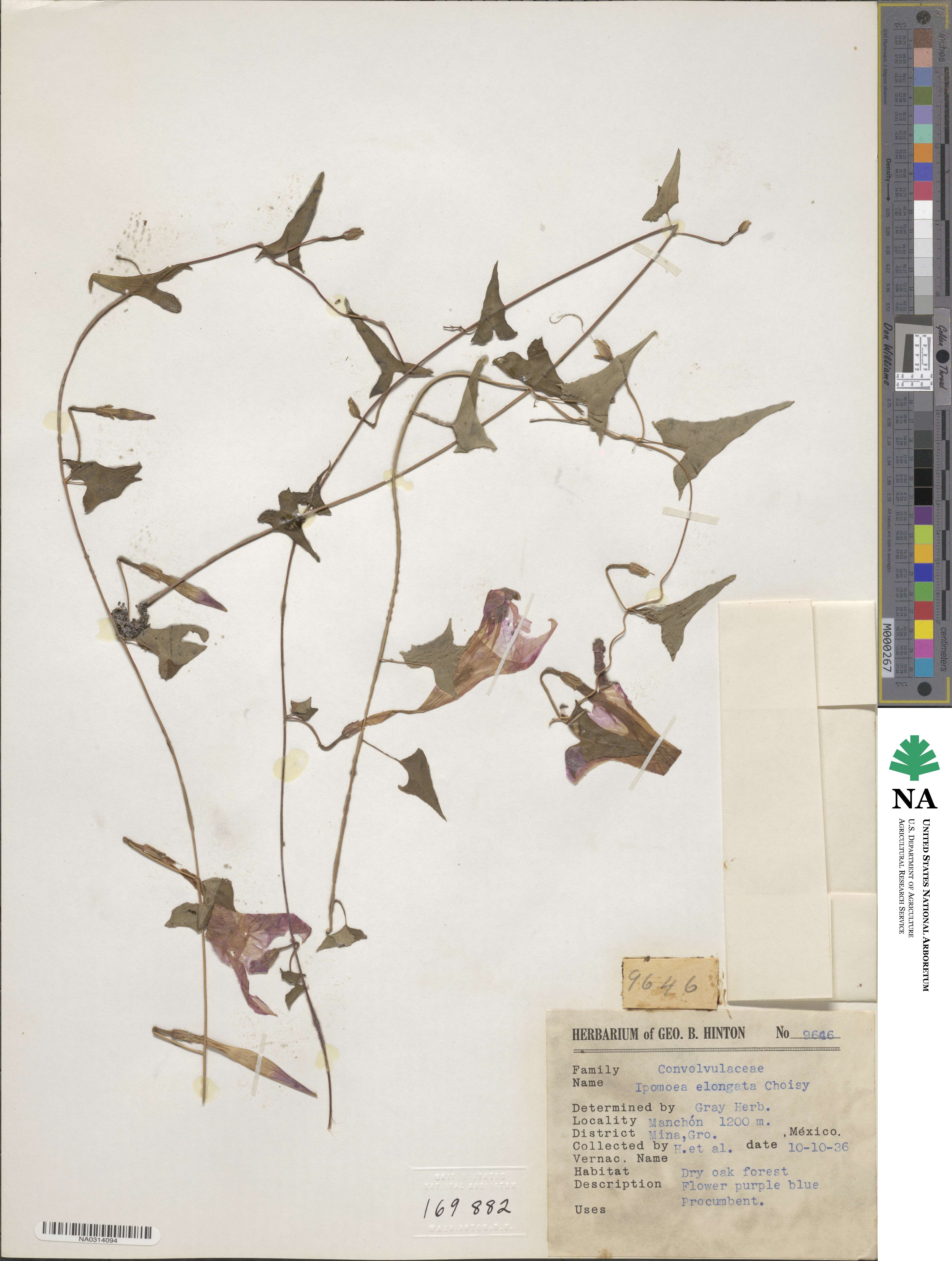 Ipomoea elongata image