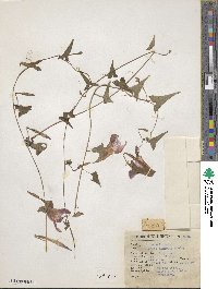 Ipomoea elongata image