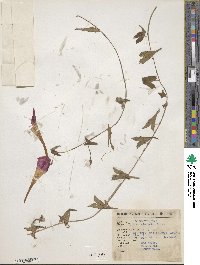 Ipomoea elongata image