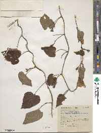 Ipomoea proxima image