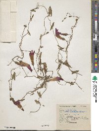 Image of Ipomoea decasperma