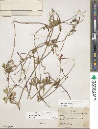 Ipomoea cristulata image