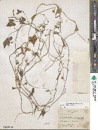 Ipomoea cristulata image