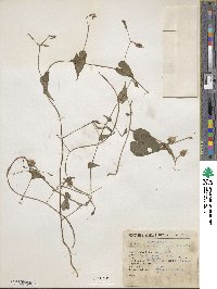 Ipomoea aristolochiifolia image