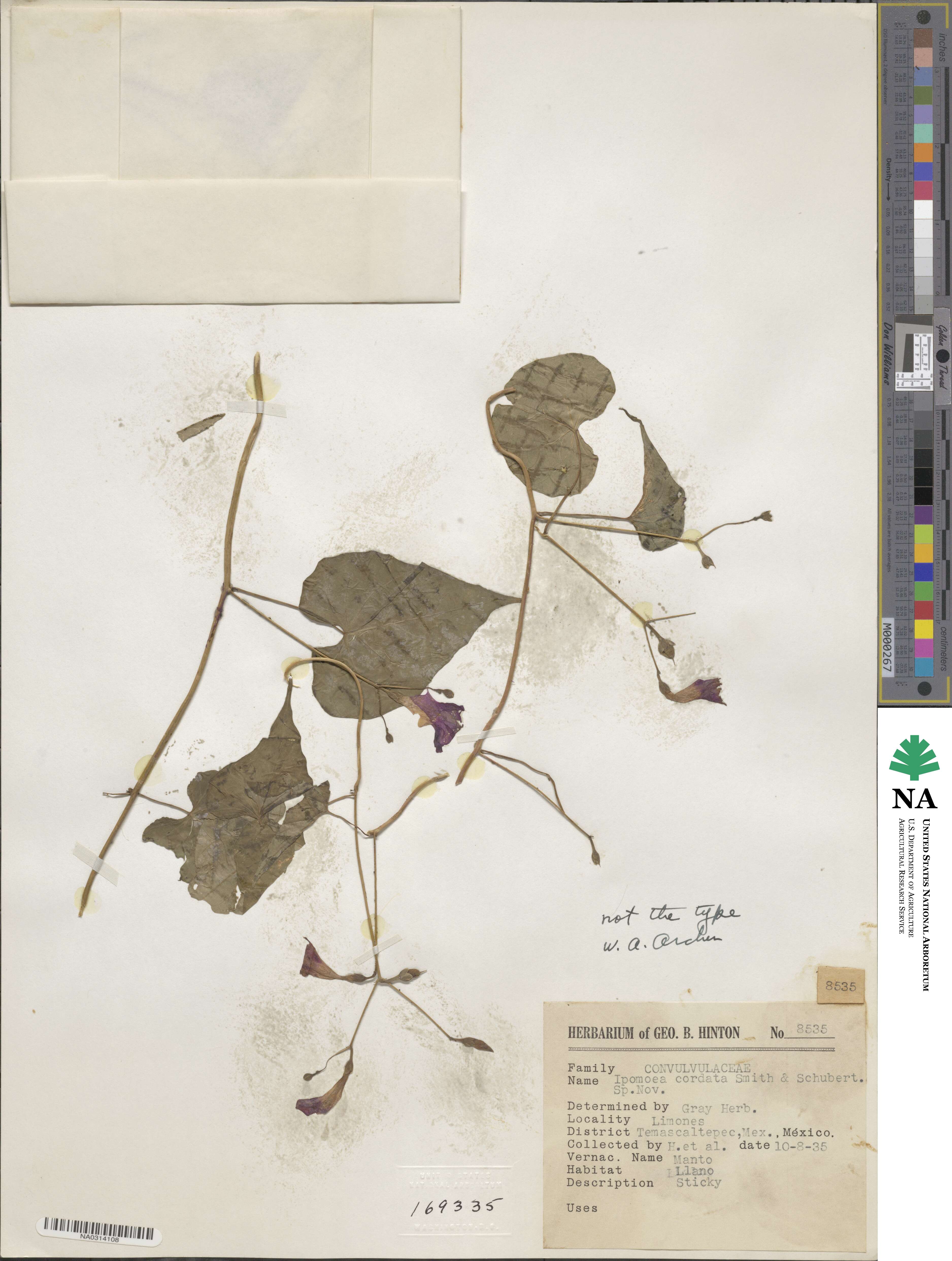 Ipomoea aristolochiifolia image