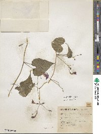 Ipomoea aristolochiifolia image