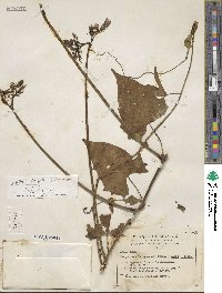 Image of Ipomoea conzattii