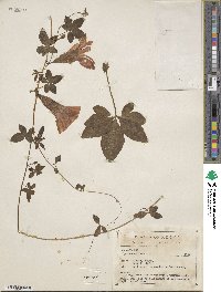 Image of Ipomoea carolina