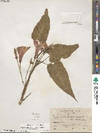 Ipomoea carnea image