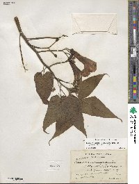 Ipomoea carnea image