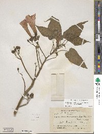 Ipomoea carnea subsp. fistulosa image