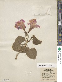 Ipomoea carnea image