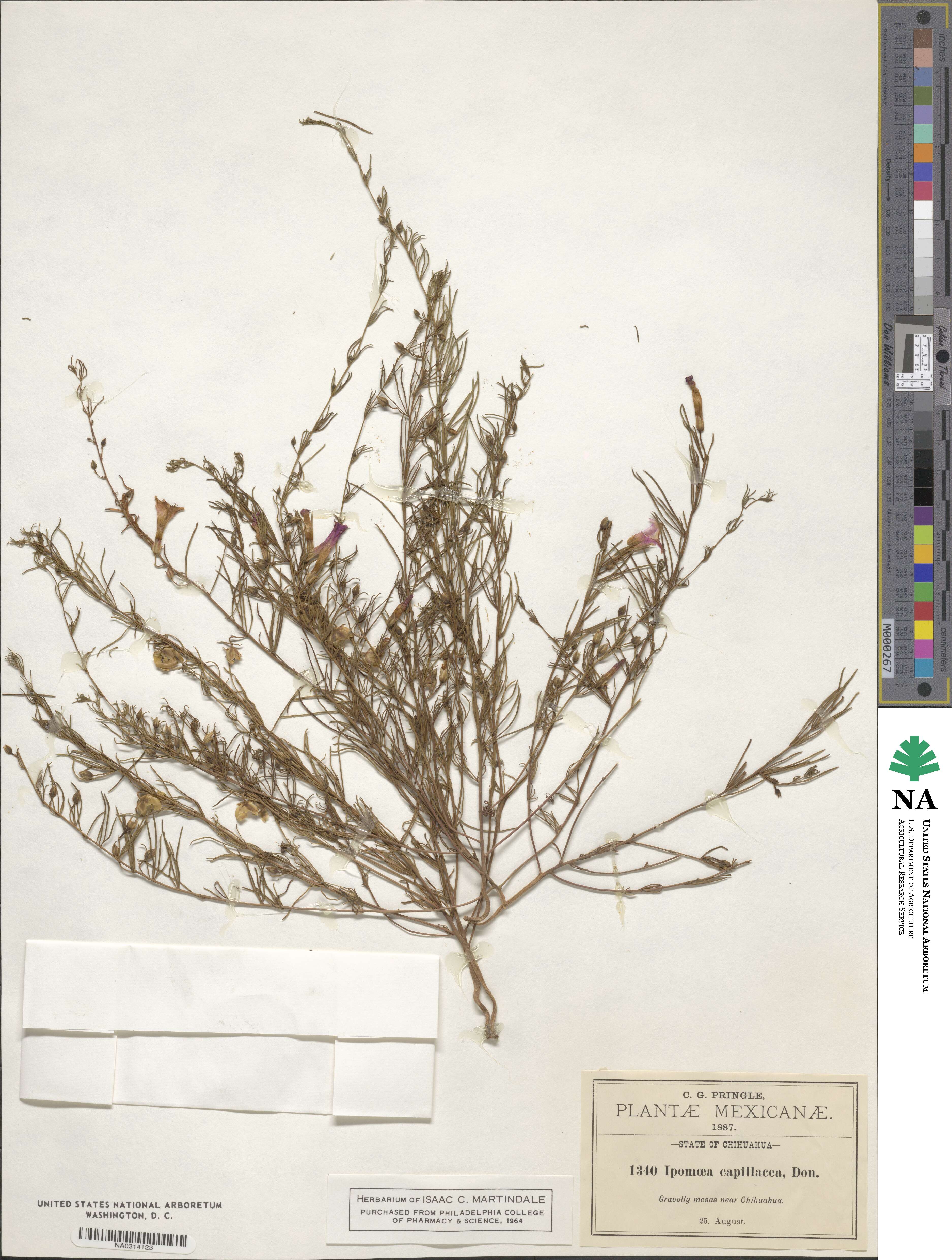 Ipomoea capillacea image