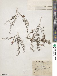 Ipomoea capillacea image