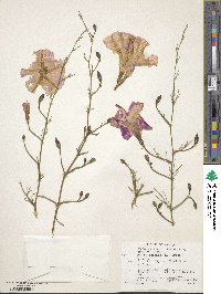 Ipomoea cairica image