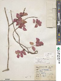 Ipomoea bracteata image