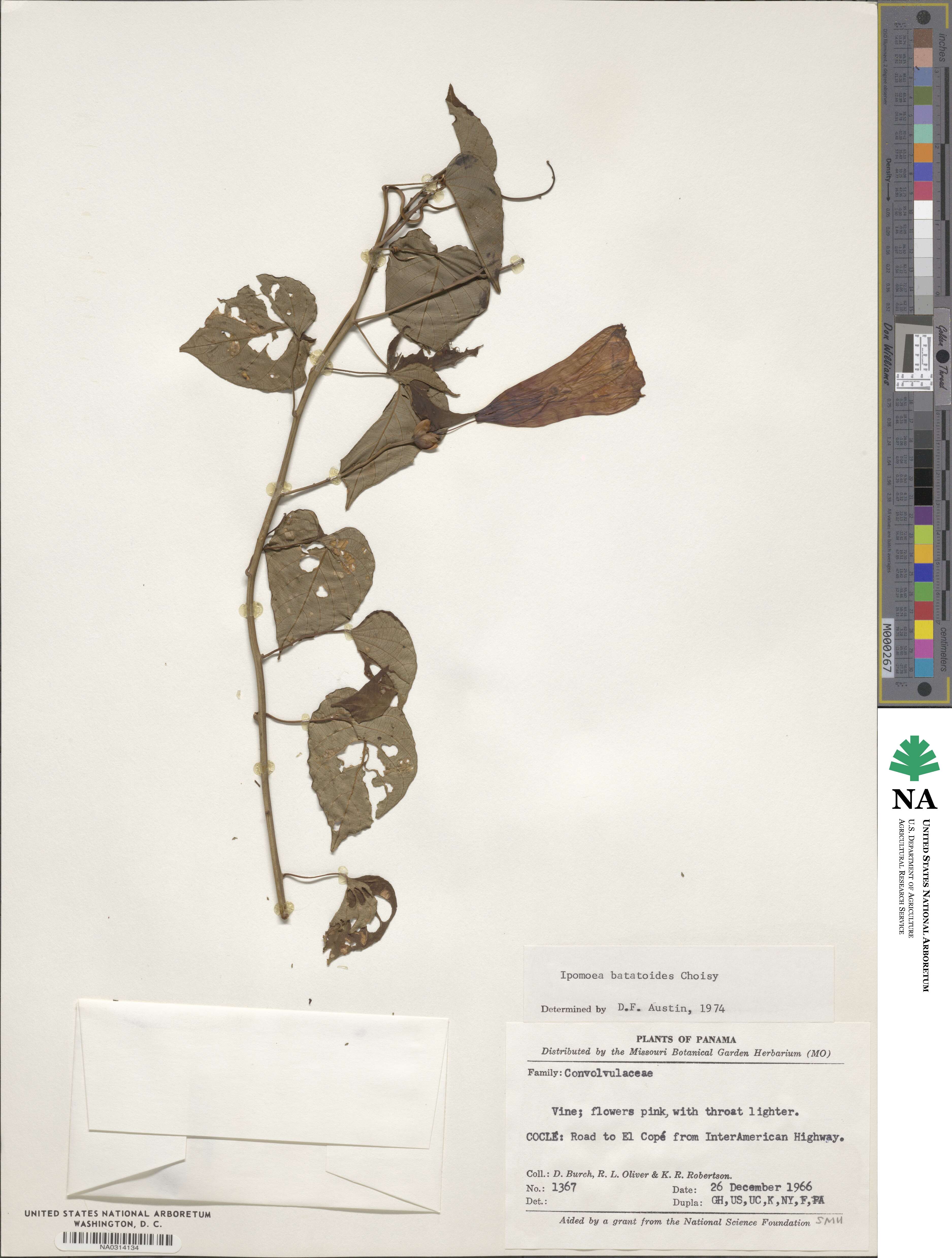 Ipomoea batatoides image