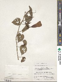 Ipomoea batatoides image